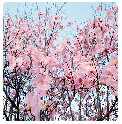 img pinktreeblooms